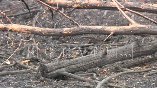 В Нижегородской области уже зафиксировали 5 лесных пожаров, введен запрет на разведение костров