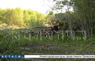 Жители пытаются остановить вырубку деревьев для строительства поселка на Щелковском хуторе