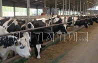 Крупная молочная ферма построена в Бутурлинском районе