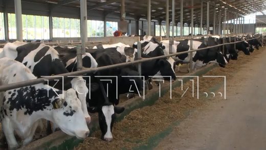 Крупная молочная ферма построена в Бутурлинском районе