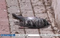 Массовый падеж птиц в центре Нижнего Новгорода, жители говорят об отравлении