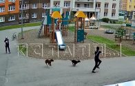 Пьяная хозяйка выгуливает бойцовских псов на детской площадке, а дети в страхе лезут на крыши