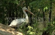 В зоопарке неизвестные из охотничьего ружья расстреляли краснокнижного пеликана