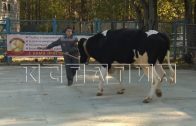 На конкурс красоты среди быков в Нижегородскую область прибыли специалисты из 12 регионов России