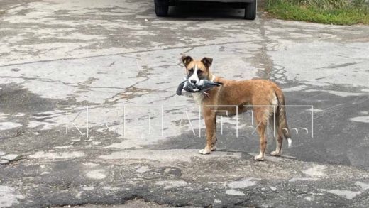 Сердобольные жители поселили бездомных по собак на детской площадке и они нападают, и кусают детей