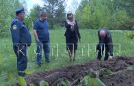 Чтобы не допустить пожаров, нижегородские леса начали расчищать от сухостоя