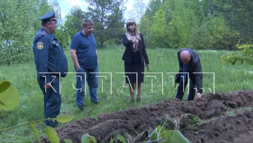 Чтобы не допустить пожаров, нижегородские леса начали расчищать от сухостоя