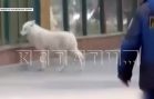 Из-за невнимательности сотрудника из зоопарка сбежал молодой арктический волк