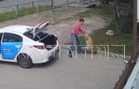 Курьер, хотевший спасти собаку, спас её так, что может быть возбуждено уголовное дело