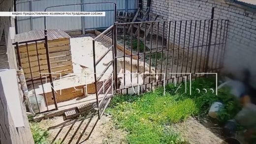 Находящийся на самовыгуле алабай ворвался в чужой двор и напал на собаку, с которой гулял ребенок