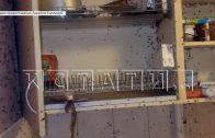Новые беды расползаются по соседям из квартиры семьи живодёров из университета имени Лобачевского