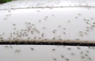Тучи насекомых атакуют города, экологи советуют садоводам приготовиться