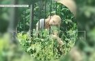Девушка засунула голову в 15 сантиметровую щель между прутьями забора, не смогла выбраться и погибла