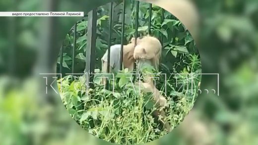 Девушка засунула голову в 15 сантиметровую щель между прутьями забора, не смогла выбраться и погибла
