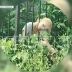 Девушка засунула голову в 15 сантиметровую щель между прутьями забора, не смогла выбраться и погибла