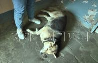 Неизвестный мужчина из пистолета расстреливает собак в Канавинском районе