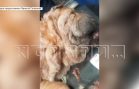 Раскаявшаяся хозяйка шарпея, заказавшая убийство собаки, вытирала слёзы раскаяния котом