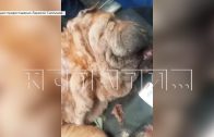 Раскаявшаяся хозяйка шарпея, заказавшая убийство собаки, вытирала слёзы раскаяния котом