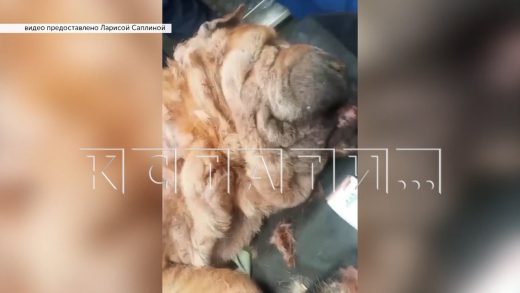 Раскаявшаяся хозяйка шарпея, заказавшая убийство собаки, вытирала слёзы раскаяния котом