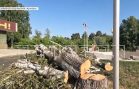 Распил на площади Победы в Кулебаках вызвал возмущение жителей