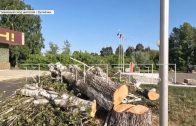 Распил на площади Победы в Кулебаках вызвал возмущение жителей