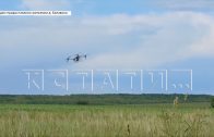 В деревне Белавино сгорели растения в огородах — жители винят дроны местной агрофермы