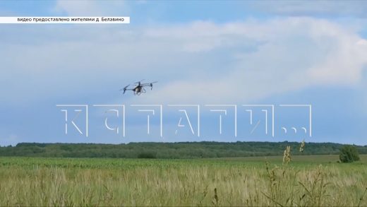 В деревне Белавино сгорели растения в огородах — жители винят дроны местной агрофермы