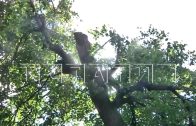 Ветка упала с дерева в Александровском саду на голову 8 летней девочке