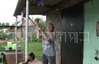 Второй год жители Володарска переживают аномальное нашествие мух