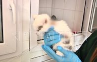 Зоозащитники ищут живодёров, которые ставят такие опыты над котятами, что у них отсыхают лапы