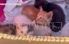 Зоозащитники нашли людей, которые поставляли котят и щенков живодёрам из университета Лобачевского