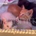 Зоозащитники нашли людей, которые поставляли котят и щенков живодёрам из университета Лобачевского