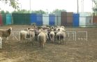 Нелегальная скотобойня своими отходами отравляет земли в Кстовском районе