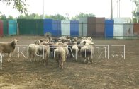Нелегальная скотобойня своими отходами отравляет земли в Кстовском районе