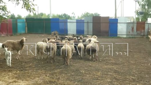 Нелегальная скотобойня своими отходами отравляет земли в Кстовском районе