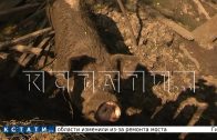 Опасная инфекция выявлена на ферме, где животные пожирали друг друга — заболела хозяйка и соседка