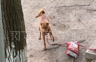 Пёс нападает на детей и уродует им лица, но мер ни к нему, ни к хозяйке не принимают уже целый год