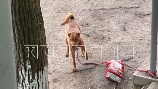 Пёс нападает на детей и уродует им лица, но мер ни к нему, ни к хозяйке не принимают уже целый год