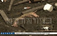 Вместо образцовой свинофермы — концлагерь, где животные едят друг друга, создали в Ленинском районе