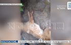 Житель деревни жестоко казнил собаку, чтобы запугать односельчан и выложил это в соцсети