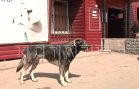 Агрессивный бездомный пёс набросился на девочку и покусал ребёнка