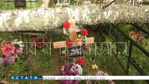 Аномальная зона — второй раз за лето локальный ураган повалил вековые деревья на кладбище