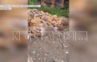 Неизвестные под окнами жилых домов свалили коробки с тухлыми куриными потрохами в 2 районах города