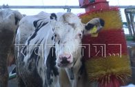 В Городецком районе построят полностью роботизированную ферму