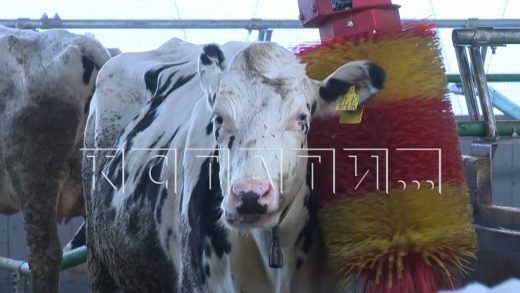 В Городецком районе построят полностью роботизированную ферму