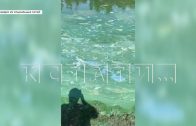 Вода в Волге в районе Лыскова превратилась в мутную зеленую субстанцию с неприятным запахом