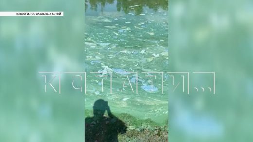 Вода в Волге в районе Лыскова превратилась в мутную зеленую субстанцию с неприятным запахом