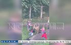 Женщина стравила двух собак на глазах у своих шестерых детей
