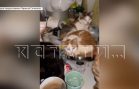 Жительница села Большое Мокрое набрала 70 животных и не может с ними справиться