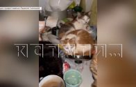 Жительница села Большое Мокрое набрала 70 животных и не может с ними справиться